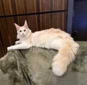 メインクーン【東京都・男の子・2025年3月3日・カメオタビーアンドホワイト】の写真14