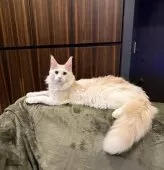 メインクーン【東京都・男の子・2025年3月3日・カメオタビーアンドホワイト】の写真15