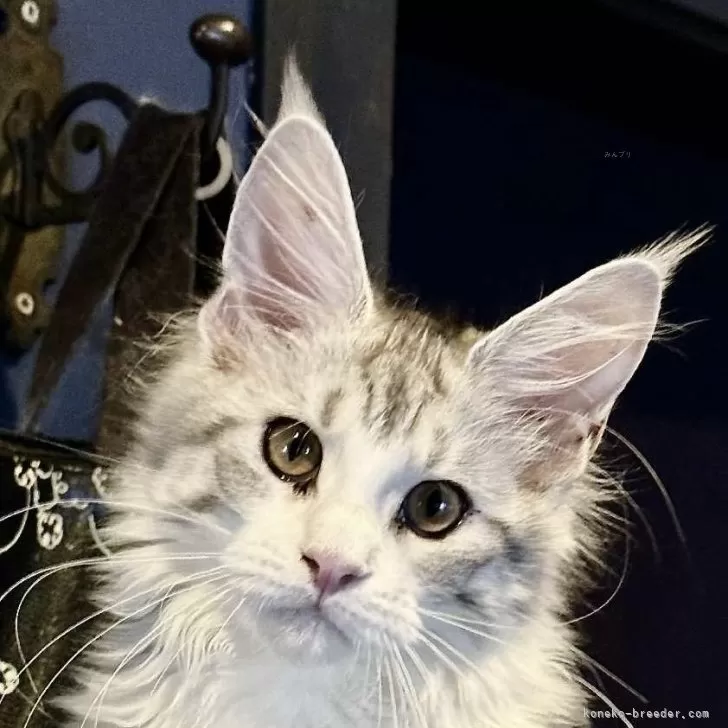 ID：2509-01560の子猫