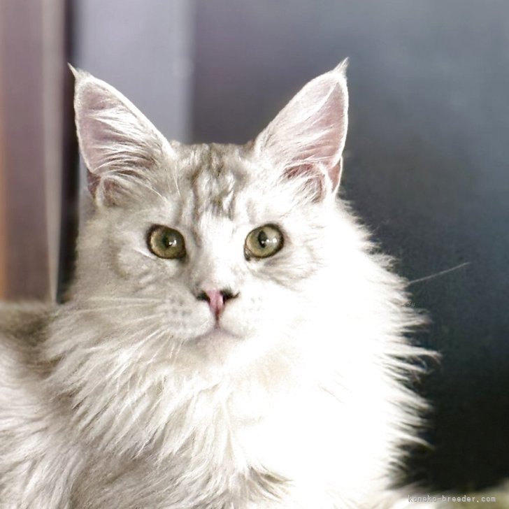 ブリーダー画像