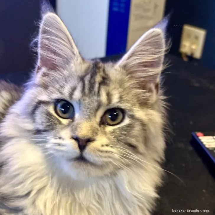 ID：2501-01116の子猫