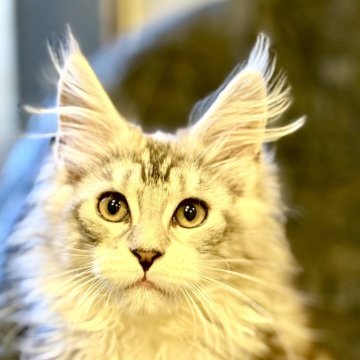 メインクーン【東京都・女の子・2025年8月26日・シルバータビーアンドホワイト（シルキーで柔らかい）】の写真「ワイルドさとエレガントさを兼ね備えた美しさ」