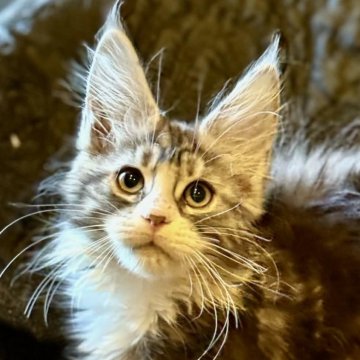 メインクーン【東京都・女の子・2025年9月24日・シルバータビーアンドホワイト】の写真「キリッとしたシャープな顔立ちの女の子。」