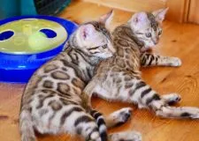 ベンガル【栃木県・女の子・2018年6月5日・ブラウンスポッテッドタビー】の写真5「向かって右側が二喬」