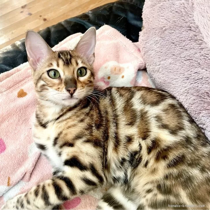ID：2412-01610の子猫