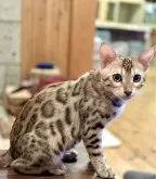 ベンガル【栃木県・女の子・2024年9月30日・ブラウンスポッテッドタビー(ロゼット)】の写真2「可愛いお顔としっかりとした体型」