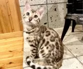 ベンガル【栃木県・女の子・2024年9月30日・ブラウンスポッテッドタビー(ロゼット)】の写真4