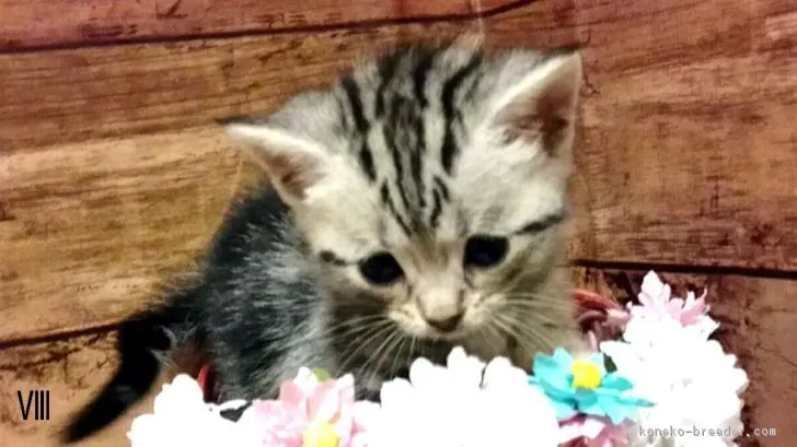 ID：1710-00604の子猫