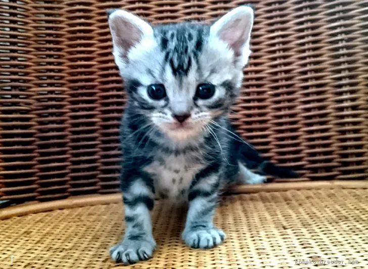 ID:1803-01030の子猫