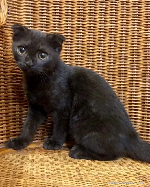 ID：1910-00301の子猫