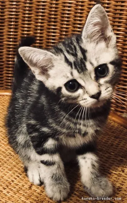 ID：1901-01132の子猫