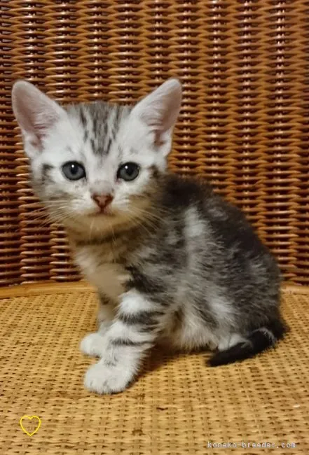 Martin18 様のお迎えした子猫