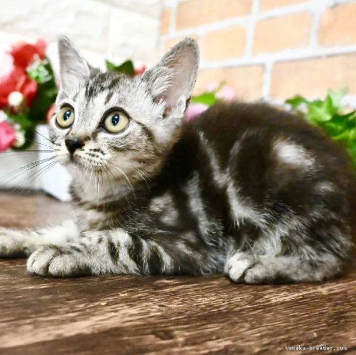 ID：2307-00953の子猫