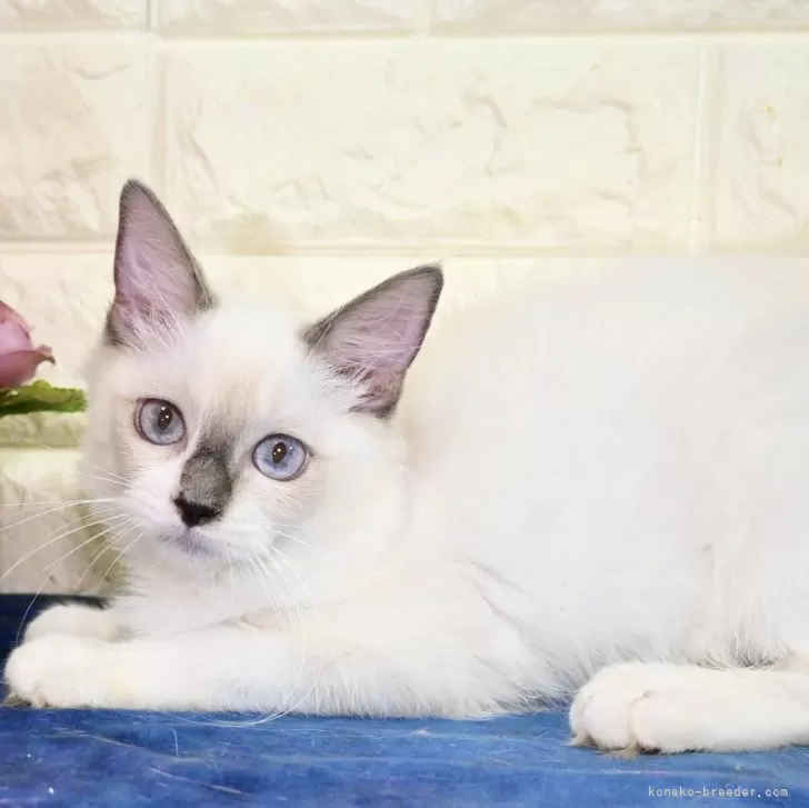 M.A 様のお迎えした子猫