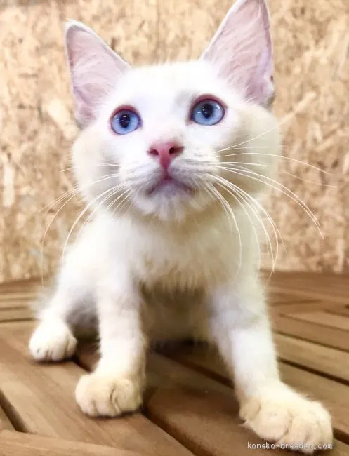 ID:2006-00978の子猫