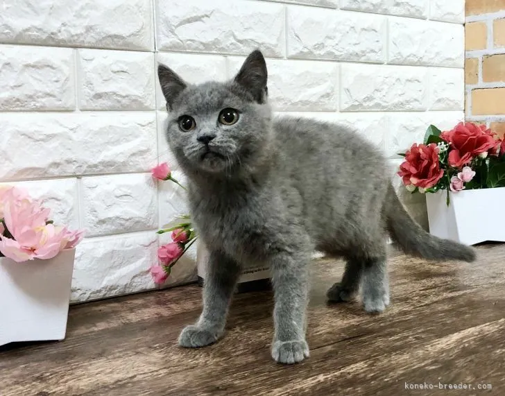 ID：2203-01547の子猫