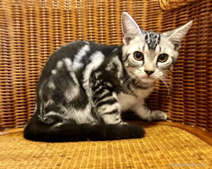 ID:1908-00560の子猫