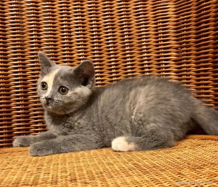 ID:1904-01615の子猫