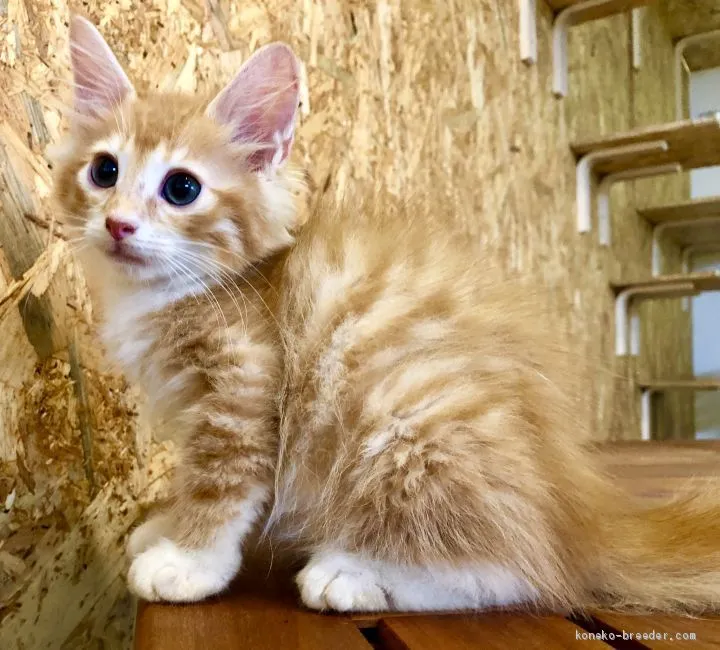 おすぎ 様のお迎えした子猫
