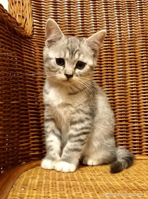 ID:1903-01295の子猫