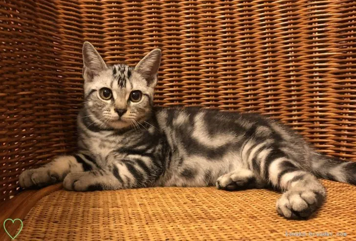 小林　里美 様のお迎えした子猫