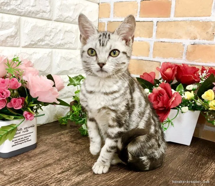 ID：2201-00956の子猫