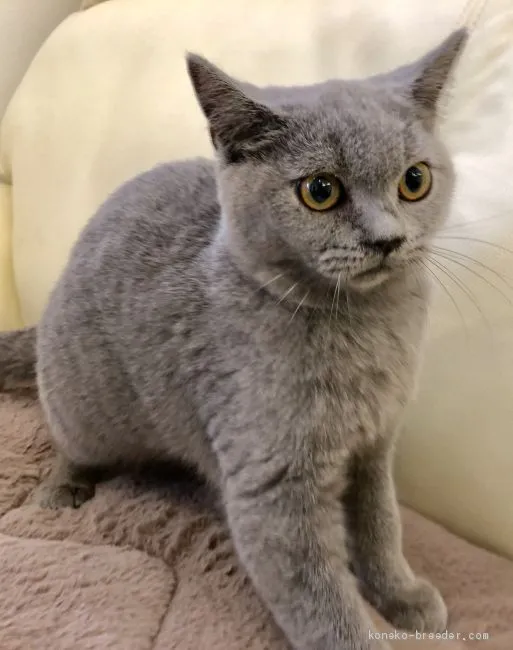 E.S 様のお迎えした子猫