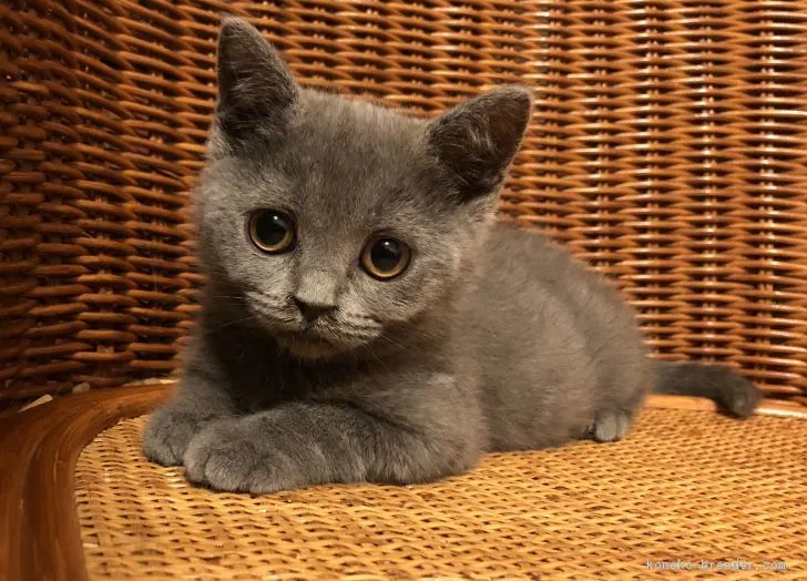 ID:1812-00950の子猫