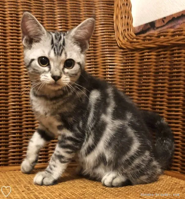 ID:1810-01392の子猫