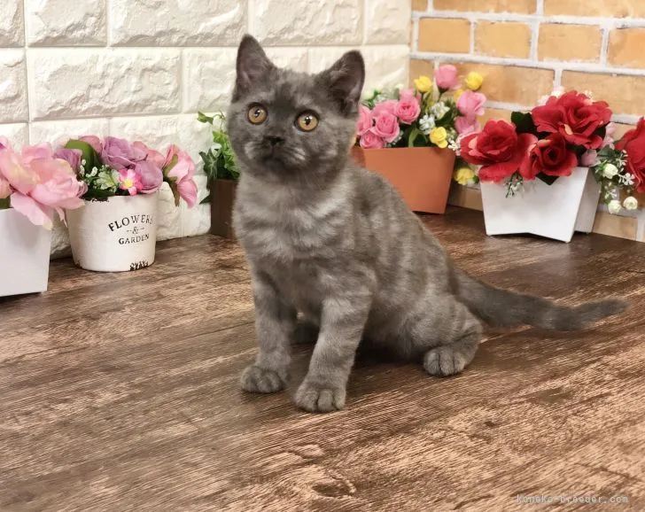 ID:2105-02471の子猫