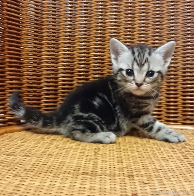 ID:1804-01459の子猫