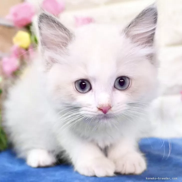 ID:2406-02515の子猫