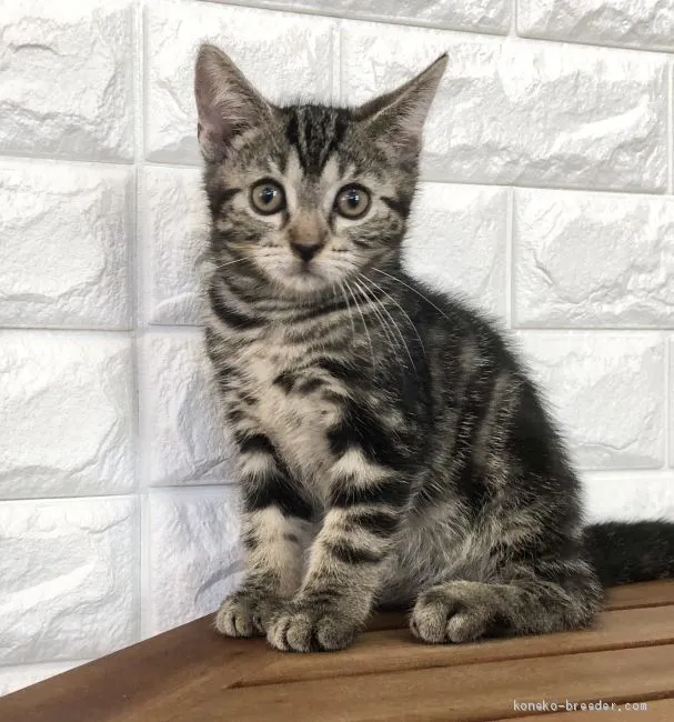 ID：2010-01793の子猫