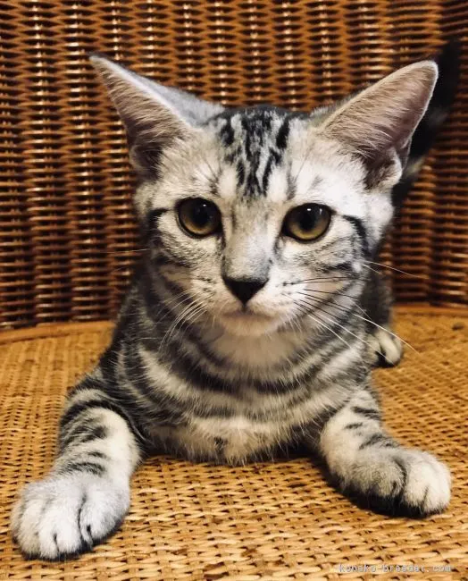 ID:1901-00431の子猫