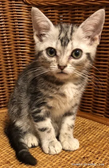 ID：1812-00997の子猫