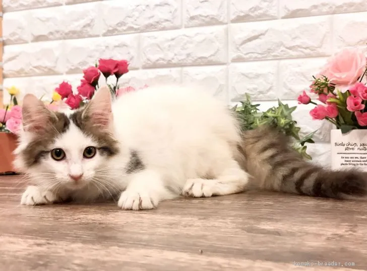 ID：2101-01636の子猫