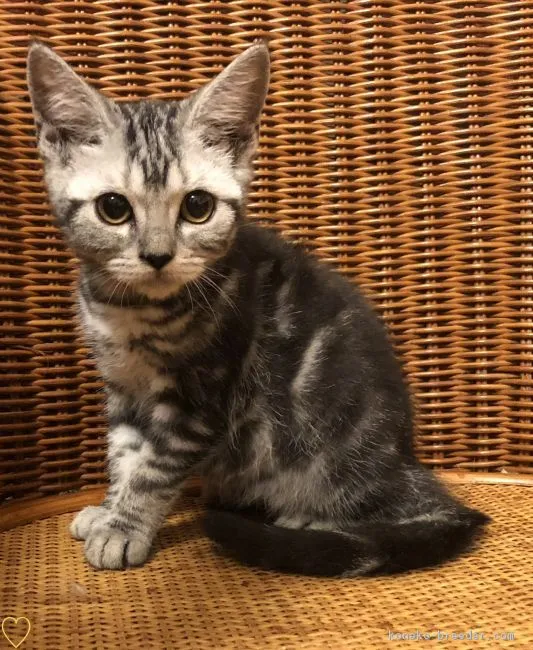 ID:1810-01393の子猫