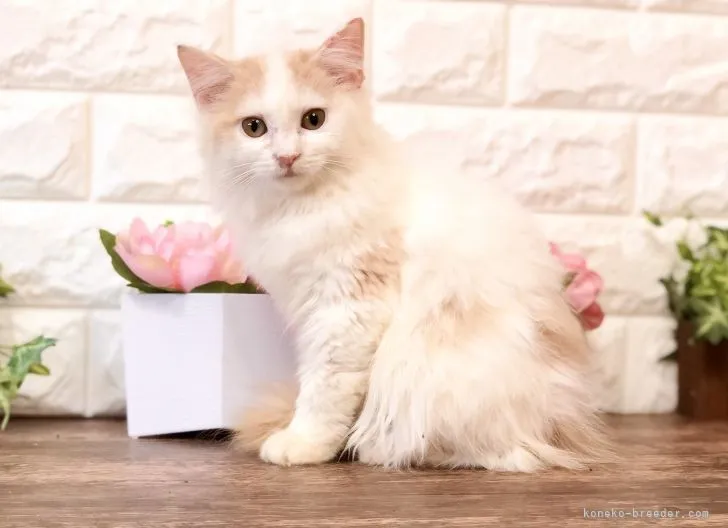 ID：2108-00513の子猫