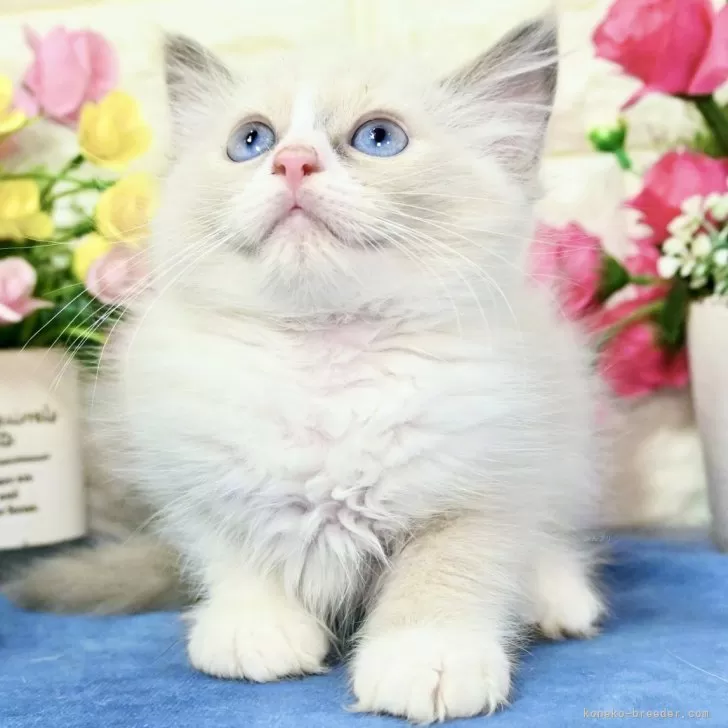 ID:2406-02517の子猫