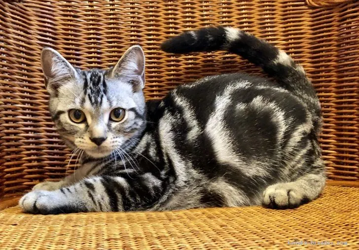 ID：1908-00561の子猫