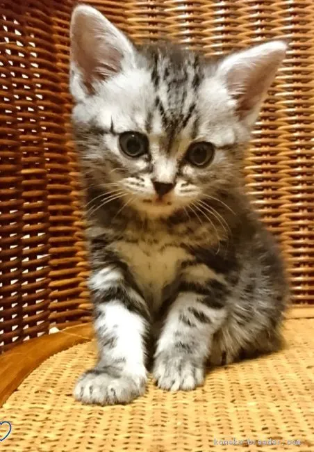 ID：1807-00179の子猫