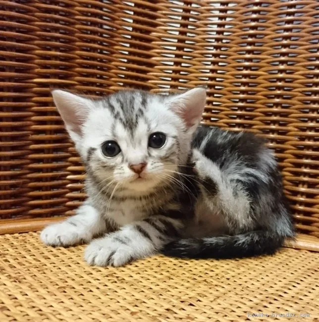 ID:1804-01458の子猫