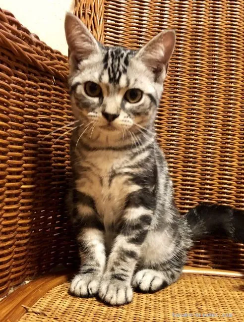 ID：1907-00295の子猫