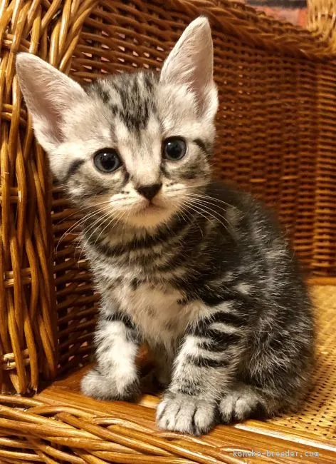 ID：1904-00926の子猫