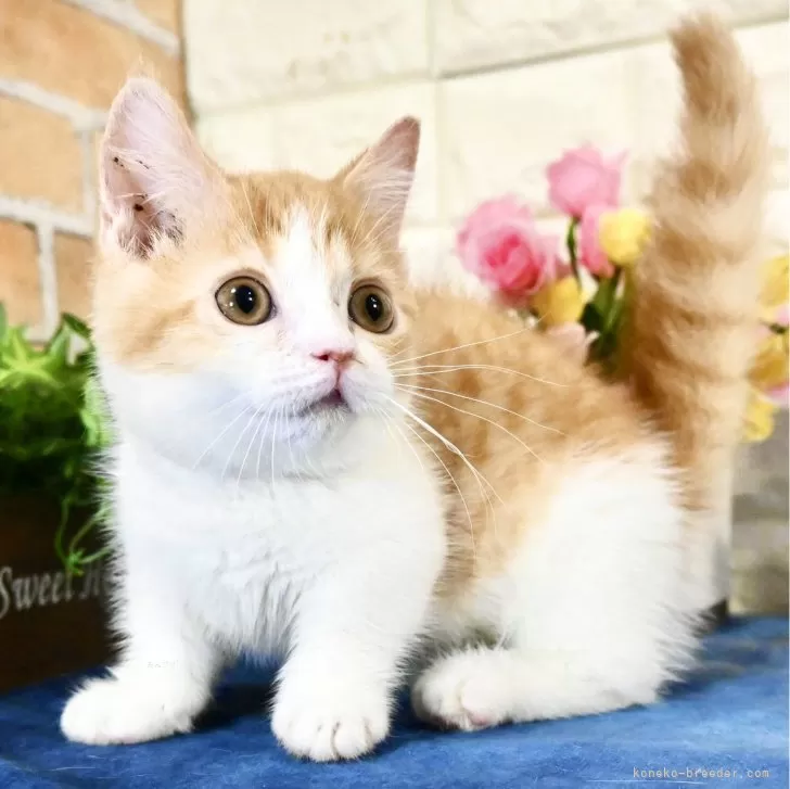 ID:2407-01252の子猫
