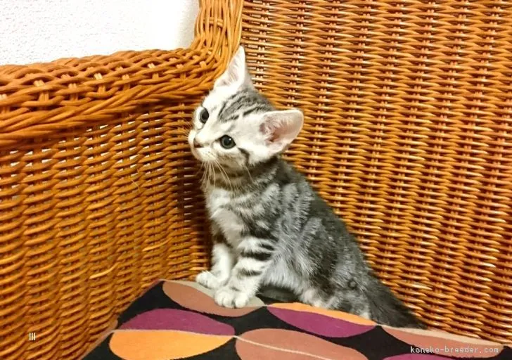 ID：1710-00599の子猫