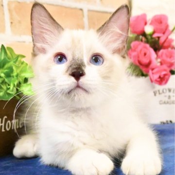 ラグドール【東京都・男の子・2024年5月1日・シールポイント（ふわふわモコモコ💕）】の写真「お鼻がチャームポイント💕父トリプルチャンピオン🏆✨」
