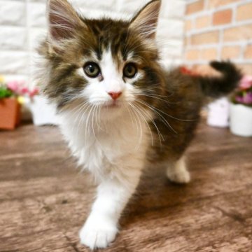 ノルウェージャンフォレストキャット【東京都・女の子・2023年3月13日・ブラウンタビー&ホワイト（ふわふわもこもこ）】の写真「人気のキャリコカラー✨️父クウォーチャンピオン🏆」