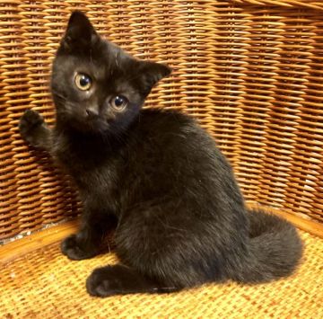 スコティッシュフォールド(折れ耳)【東京都・女の子・2019年6月27日・ブラックスモーク（短毛）】の写真「毛並み最高✨ ふわふわお姫様❤」