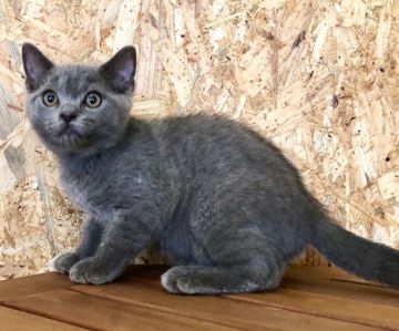 ブリティッシュショートヘア【東京都・男の子・2020年3月29日・ブリティッシュブルー（短毛 ふわふわもこもこ❤）】の写真「父ダブルチャンピオ✨ かなりの甘えん坊ちゃんです❤」